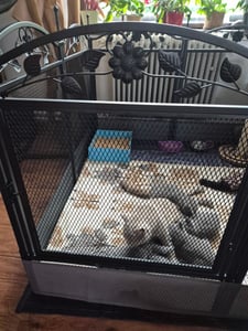 WISFOR recinto per cuccioli 126x126x88cm, box per cuccioli fai da te 8 pezzi in metallo, recinto per animali liberi con porta, recinto per cuccioli per cani, conigli e piccoli animali Foto del cliente 2