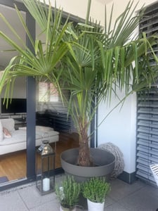 XXL Palme winterhart 140 - 160 cm Trachycarpus fortunei, Hanfpalme, Kunden-Foto 12