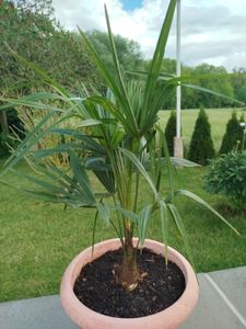 Seltene Trachycarpus Wagnerianus Hanfpalme bis 120 cm Höhe Frosthart bis -19 Grad Kunden-Foto 15
