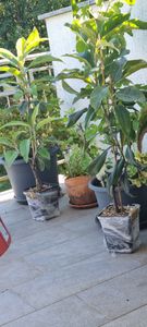 Eriobotrya japonica 'Tanaka', Japanische Mispel, Höhe 100 cm, 5-Liter-Topf Kunden-Foto 2