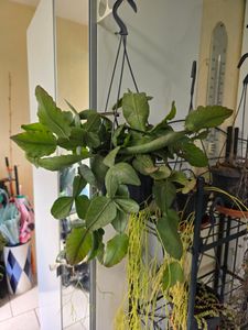Urban Jungle Elegance - Moderne Kakteen-Ampel mit toller Blattstruktur - Rhipsalis paradoxa - 15cm Kunden-Foto 1