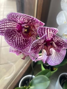 5 pezzi Phalaenopsis 40-60 cm / 1 germoglio  Fiori - Orchidee - Orchidea in vaso Foto del cliente 2