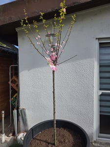 Prunus triloba, Höhe: 160-170 cm, Mandelbaun, Stamm rosa Blüte, Blütenbaum Kunden-Foto 1