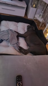 Grand lit pour chien et chat 75 x 65 Gris clair - Kingdog taille M Photo du client 10