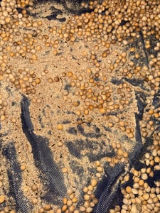 10 kg Kirschkerne Lose für Kirschkernkissen Wärmekissen Gereinigt Kirschsteine Kunden-Foto 1