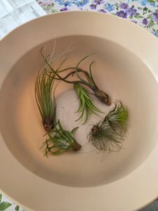 3 verschiedene XXL-Tillandsien im Set Kunden-Foto 10