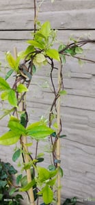 Sunny Tree - Toskanischer Jasmin - Kletterpflanze - 4 pcs - Außenpflanze - Widerstandsfähig bis -18 - Trachelospermum Jasminoides - 160 cm Kunden-Foto 6