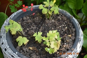Bloomique - 3er Set - Delphinium Magic Fountains Sky Blue - Rittersporn - Gartenpflanzen - Winterhart - Höhe 10-20 cm - Topf 9x9 cm Kunden-Foto 1