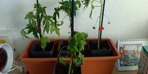 Set mit 4 Papaya – Carica Papaya – Höhe 25cm – 9cm Topf Kunden-Foto 1