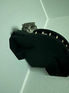 Kletterwand Katzen mit Katzenbett und 3X Katzentreppe Wand [Birkenholz] I Kratzbaum Wand I Hängematte Katze I Katzenwand I Wandkratzbaum Kunden-Foto 1