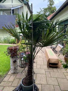 XXL Palme Stammhöhe 40-50 cm winterhart 160-180 cm Trachycarpus fortunei, Hanfpalme, Kunden-Foto 64