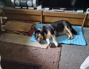 Hundematte Kühlmatte,Rutschfest Haustier Kühlmatte für Hunde,Kühlmatte für Katzen,Haustier Kühlbett für den Innen- und Außenbereich,30 x 40 Kunden-Foto 4