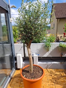 Olivenbaum Olive "Angebot" 150 - 180 cm, beste Qualität, winterhart, Olea Europaea Kunden-Foto 19