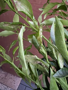 Mandarines tardives de Ciaculli (Citrus reticulata) 120-150 cm - Douceur sicilienne pour votre jardin - Parfaites pour les fruits frais et les plantes ornementales Photo du client 2