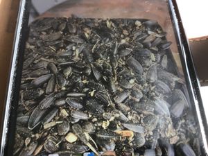 GardenGuru Schwarze Sonnenblumenkerne Wildvogel 10 kg Vogelfutter Winter Winterfutter Kunden-Foto 2