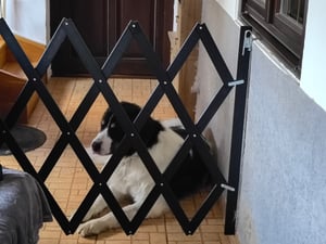 Relaxdays Hundeabsperrgitter ausziehbar bis 108,5 cm, 47,5-60 cm hoch, Bambus, Hunde Schutzgitter für Treppe & Tür, weiß Kunden-Foto 3