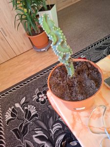 Cereus jamacaru "Spiralis" - špirálovitý kaktus v mini formáte - v 6,5cm kvetiná?i Fotografie od zákazníka č. 2