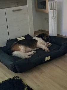Pelíšek pro psy KINGDOG 100x75 cm personalizovaný voděodolný černý Fotografie od zákazníka č. 13