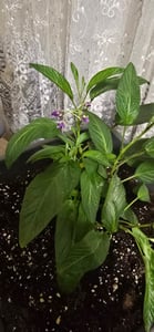 Solanum Pepino Gold 20-40 cm – Plante de poire-melon, plante fruitière exotique, saveur douce et aromatique, pour pot ou jardin Photo du client 1