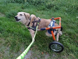 SucceBuy Hunderollstuhl fš¹r Hinterbeine, Haustierrollstuhl mit zwei R?dern, individuell anpassbar in H?he, Breite und L?nge, Hundewagen mit sto?d?mpfenden R?dern, geeignet fš¹r verletzte oder behinderte Hunde mit einem Gewicht von 21,77šC39,92 kg Kunden-Foto 1