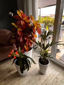 KOTARBAU® Sada 3 květináčů s podšálkem Bílá ⌀ 26 cm V: 32 cm ⌀ 31 cm V: 35 cm ⌀ 38 cm V: 42 cm Glazovaný keramický květináč Keramický velký květináč Kaktusový květináč s podšálkem Květináč s podšálkem Fotografie od zákazníka č. 1