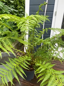 Fougère arborescente d'environ 120 cm Dicksonia antarktica - Une relique de la préhistoire Photo du client 3