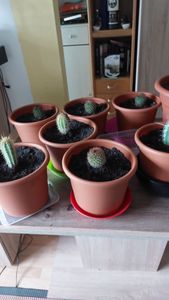Set mini cactus 10 piante 10-15 cm – Piante da appartamento in vaso – facili da curare e decorative Foto del cliente 4