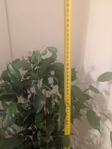Birkenfeige Ficus Benjamina Exotica, 130–150 cm – Veľká izbová rastlina, ficus čistíaci vzduch, nenáročná zelená rastlina vhodná do kancelárie a domácnosti Fotografia od zákazníka č. 6
