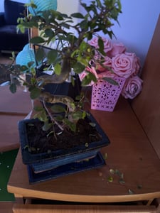 Bonsai Baum mit Keramik Blumentopf - Ligustrum, Ficus, Carmona, Podocarpus, Chinese elm - ca. 6-9 Jahre (15 cm Schale ca. 6 Jahre, Chinese elm P15 S) Kunden-Foto 3