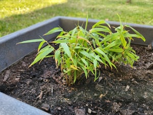 Fargesia nitida 'Winter Joy' Topf C1-1 Liter - der winterschöne Gartenbambus Kunden-Foto 2