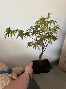 Klon japoński Acer Deshojo P15 Zdjęcie produktu od klienta nr 1