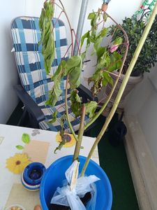 XXL Hibiscus moscheutos 'Royal Gem' ®  Riesenhibiskus Staudenhibiskus Kunden-Foto 8