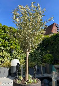 Sunny Tree - Olivenbaum - Olea Europaea in Strauchform - Höhe ca. 80-100 cm inkl. Topf. -  Winterhart bis -18 - Immergrün Kunden-Foto 28