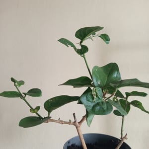 Gelsomino arabo - Jasminum sambac - vaso da 12 cm Foto del cliente 2