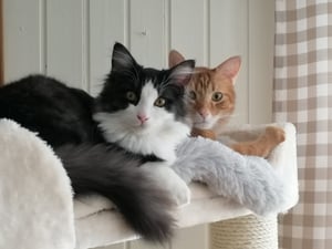 HAPPYPET Kratzbaum stabil 'Oscar' - 161 cm hoch, Katzenbaum für große Katzen Maine Coon, 12 cm Dicke Sisalstämme, 600g Plüsch, Grau Kunden-Foto 4