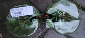 BALDUR Garten 2x Prachtkerze - Gaura 'Pink', Pflanzen im 9x9 cm-Topf, winterharte Trendstaude, Blüten in Schmetterlingsoptik, pflegeleicht, ideal für Beet & Kübel, mehrjährig Kunden-Foto 1