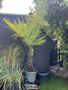 XXL Palme Stammhöhe 40-50 cm winterhart 160-180 cm Trachycarpus fortunei, Hanfpalme, Kunden-Foto 39