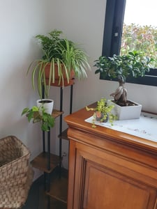 Blumenständer mit Wachstumslicht, 8 Ebenen Blumentreppen, 4 Räder，122cm/126.5cm Hoch Pflanzenständer Metall Blumenregal für Indoor Balkon,Weiß Kunden-Foto 6
