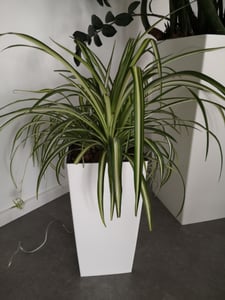 nabbi Blumentopf aus Kunststoff DURS265 26,5 cm - Weiß Kunden-Foto 1