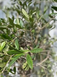 Olivenbaum Olive "Angebot" 150 - 180 cm, beste Qualität, winterhart, Olea Europaea Kunden-Foto 4