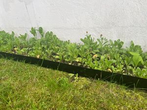 LZQ Kovový lem trávníku 100x20 cm - 10 kusů (10 m), pružný lem záhonu a lem záhonu z ocelového plechu, černý, lem záhonu pro sečení zahrady Fotografie od zákazníka č. 2