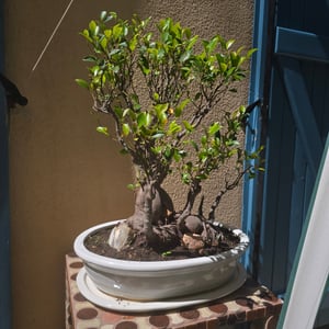 Ceramiczna miska do bonsai ze spodkiem 40 cm Zielona owalna doniczka do bonsai Zdjęcie produktu od klienta nr 1