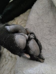 Fellscheren, Hundeschermaschine, Regionaler Tierhaarschneidemaschine mit Digitalanzeige, mit LED-Licht, USB Tierhaare Schermaschine,Profi Hundetrimmer Kunden-Foto 1