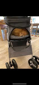 TRIXIE Buggy mit 4 Rädern für Hunde bis 15 kg - grau - 47 × 100 × 80 cm Kunden-Foto 5