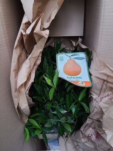 Satsuma Baum