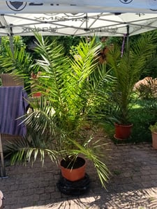 Palme XXL 180 cm Phoenix canariensis, kanarische Dattelpalme, winterhart Kunden-Foto 5
