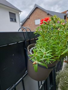 Hängender Blumentopf 4er Set Hängeblumentopf Hänge Blumentopf zum Einhängen Hängetopf Für Pflanzen Hängepflanzen Topf Balkon Hängender Pflanztopf mit Halterung Haken Kunden-Foto 1