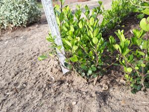 Plants by Frank | 48 Stechpalme Pflanzen | Ilex Crenata 'Jenny' | Heckenpflanzen | Winterhart | Immergrün | Gartenpflanzen Kunden-Foto 15