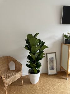 [Palmenlager] - XXL Ficus lyrata 3er Tuff - 150 cm - Geigenfeige // große Blätter //Zimmerpflanze Kunden-Foto 2