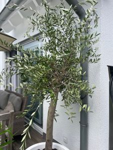 Olivenbaum Olive "Angebot" 150 - 180 cm, beste Qualität, winterhart, Olea Europaea Kunden-Foto 3